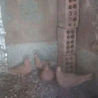 کفتر زرد