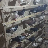 کبوتر ، کفتر پرشی