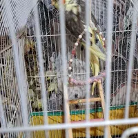 عروس ماده لوتینو سخنگوبالغ حراج شد