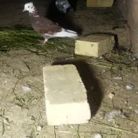 کبوتر