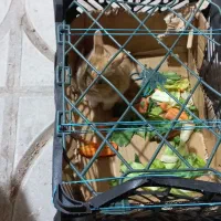 خرگوش|موش و خرگوش|گناباد, |دیوار