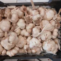 سیرتازه خشک