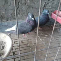 کبوتر اشعل