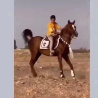 اسب نریون