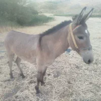 قاطر نر درجه یک