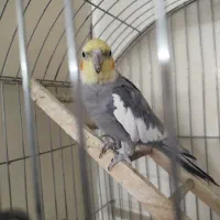 عروس هلندی سخنگو درجه یک