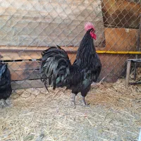 تخم نطفه دار استرالوپ سیاه