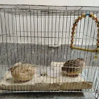 بلدرچین با قفس
