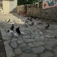 سلام چندتا کفتر زدخوردی کاردروست