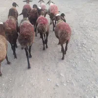 میش کاور تقلی 10راس