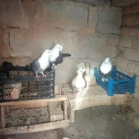 عشق|پرنده|بیجار, |دیوار