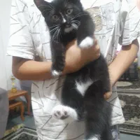 بچه گربه واگذاری رایگان
