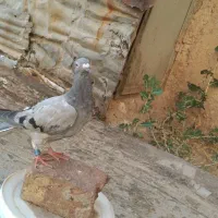 کفتر