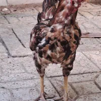 خروس