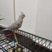 عروس هلندی