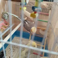 عروس هلندی نر و ماده