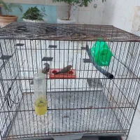 فنج زبرا تخم گذار