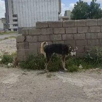 سگ پژدر
