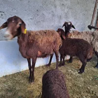 میش با بره