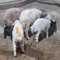 گوسفند و بره