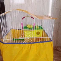 مرغ عشق تخم گذار جفت