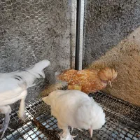 مرغ خروس سلطان جوان سرحال