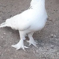 سه جفت کبوتر ب فروش میرسد