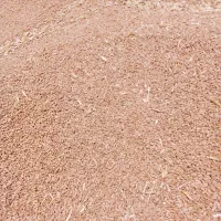 گندم