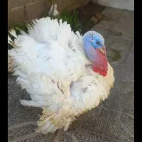 بوقلمون بیوتی پروار شده