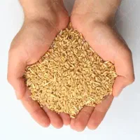 گندم جهت نان