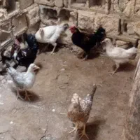 ۴عددباروک ۲عددبج خروس محلی اصل