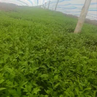 نشا گوجه فرنگی