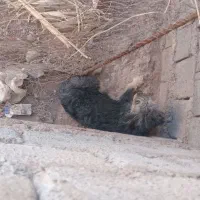 حیوان خانگی سگ پاپی اتوبوسی