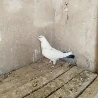 ماده دم سبز