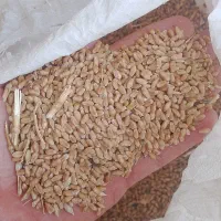 گندم درجه یک
