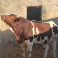 گوشت گرم گوسفندوگوساله کشتارروزساوه،کالابرگ