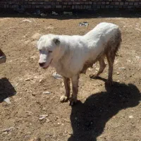 سگ گله