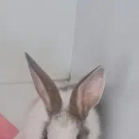 خرگوش