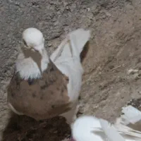 لیمو خال سیاه