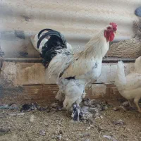 خروس برهـما کیـنـگ