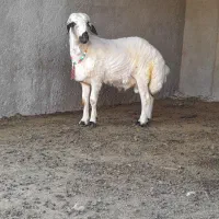 بره قوچ شال