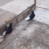 کبوتر دم سفید