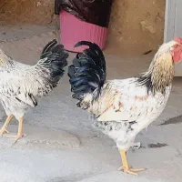 خروس جوان