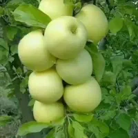 سرکارگری
