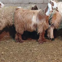 ۲ دوتابیگ ماده(بزغاله)وبیگ نر و بره نرو ماده موجود