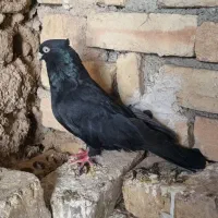 کبوتر زاغ و نر چشم تلسکوپی