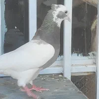طوقی