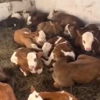 گوساله های خلوص بالا