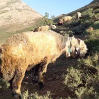 میش