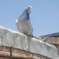 سبز پلنگ